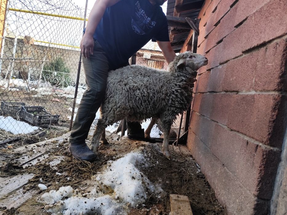 Кошкар, баран, ысек