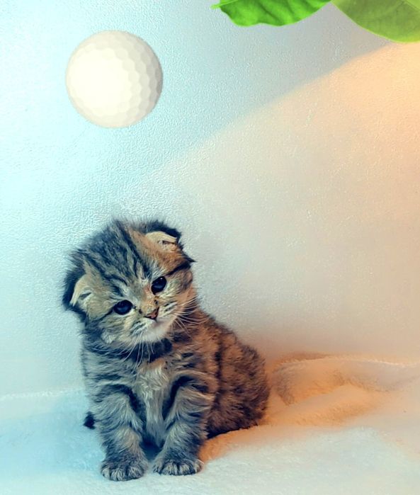 Шотландские котята