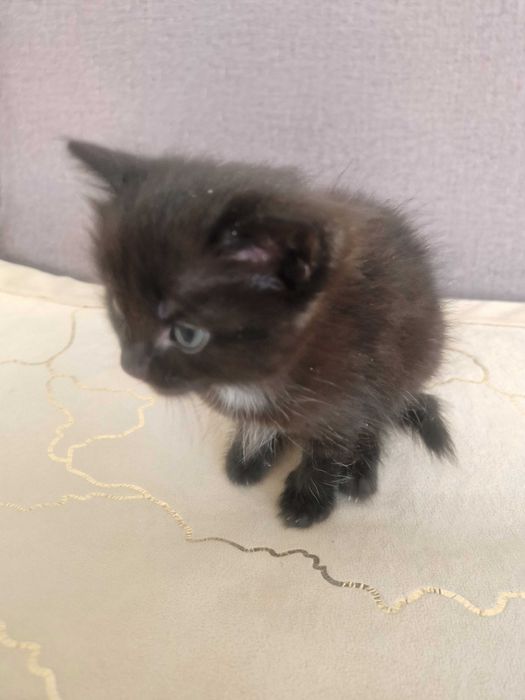 Отдам котенка маленького