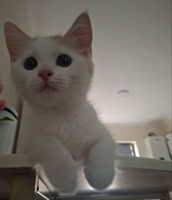 Срочно Домашняя Котенка ищет Новый Дом