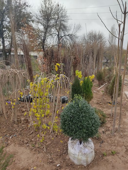 Manzarali daraxtlar va gullar. Landshaft dizayn. Obrezka, uxod.