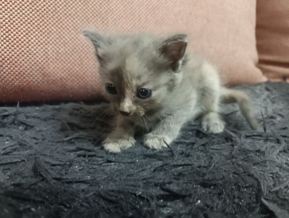 Отдам котят в хорошие руки