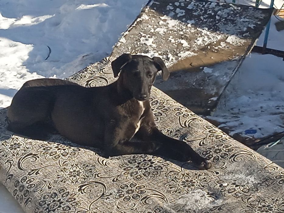 Тазы күшігі бар щенок