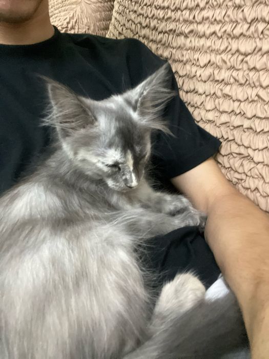 Кошечка мейн кун