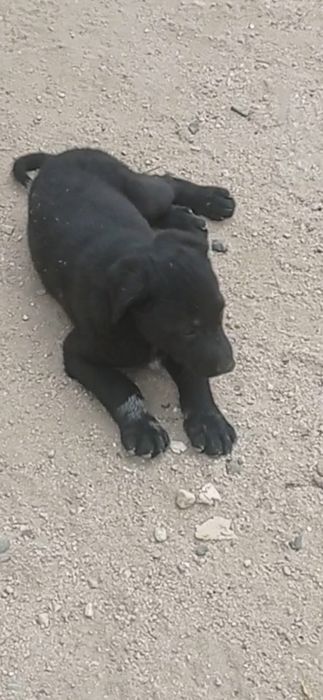 Отдам собачки хорошие руки