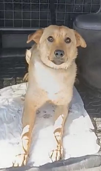 Молодой пёс ищет дом!