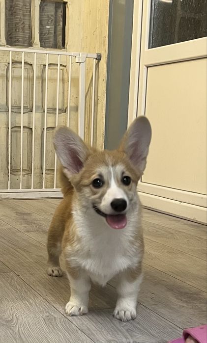 Corgi femela cu pedigree