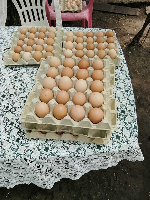 Домашни яйца от свободно отглеждани кокошки Лиман Браун
