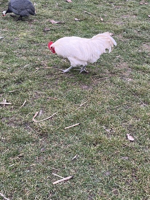 austrlop alb si playmont barat