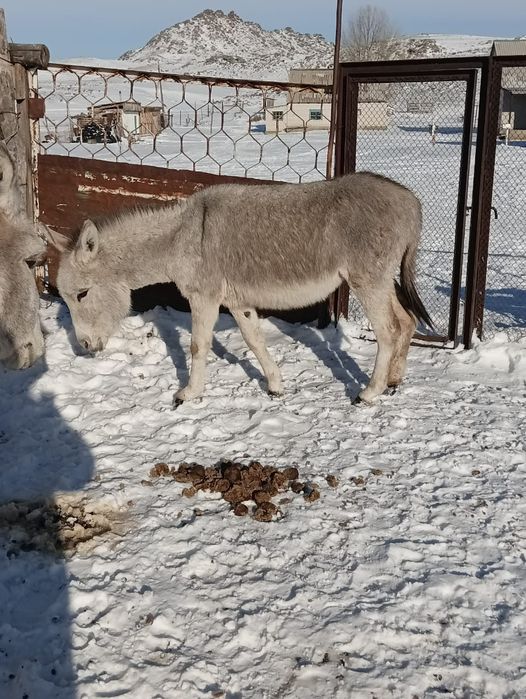 Продаются два осла,  самки