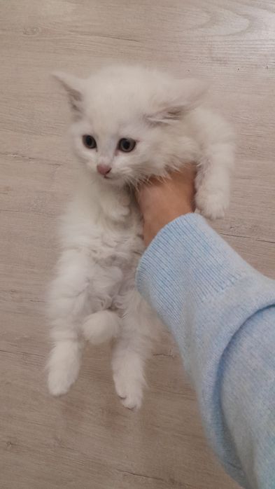 Котёнок Чисто Сибирская!!!