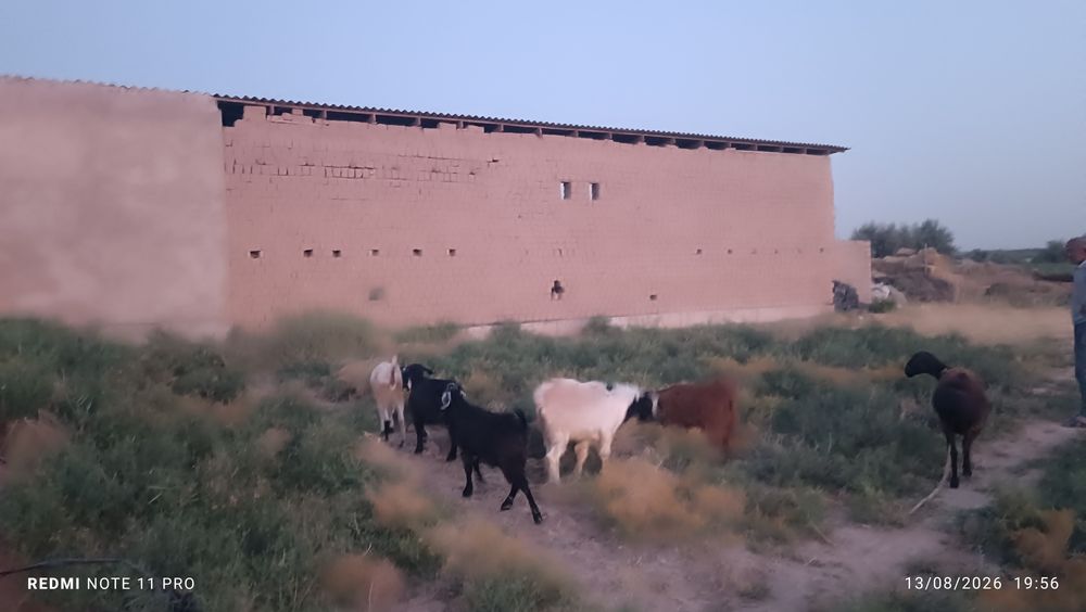 5ta echi sotiladi 8ml kelishiladi