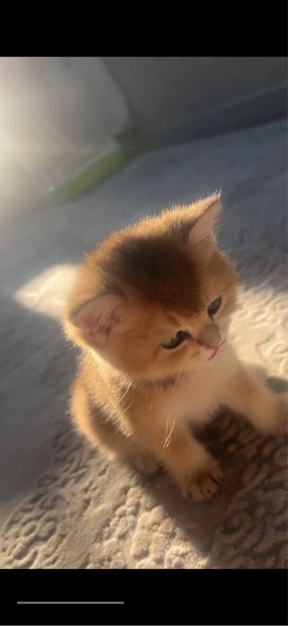 Золотая шиншилла кот на вязку