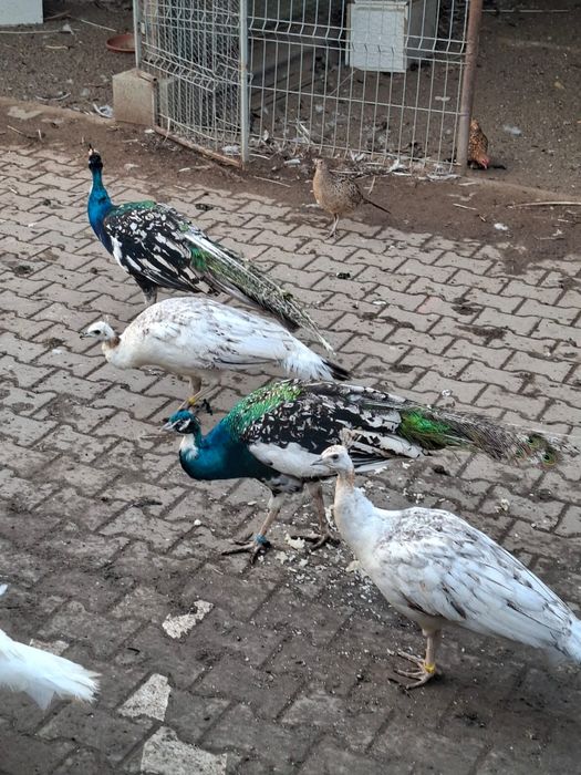 Vand pauni si fazani