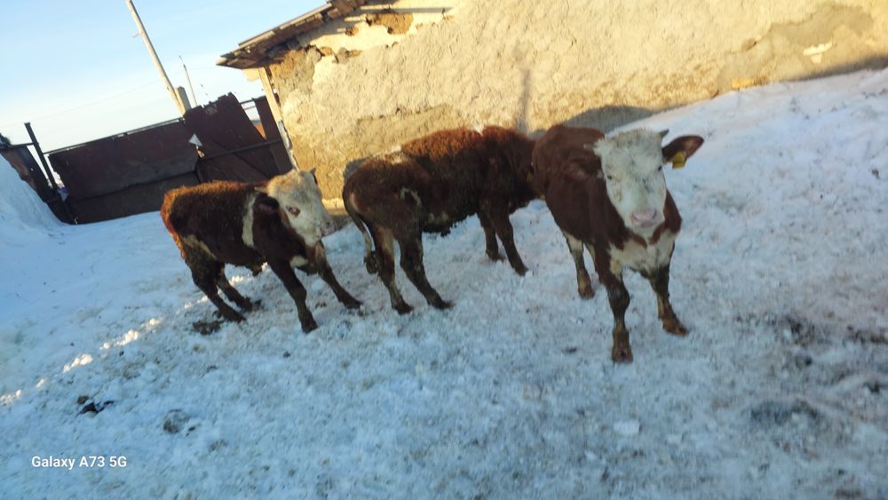 Продам 2 быка и тёлку