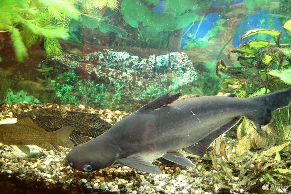 Продаются Акулы Пангасиус Акулий Сом и Пиранья