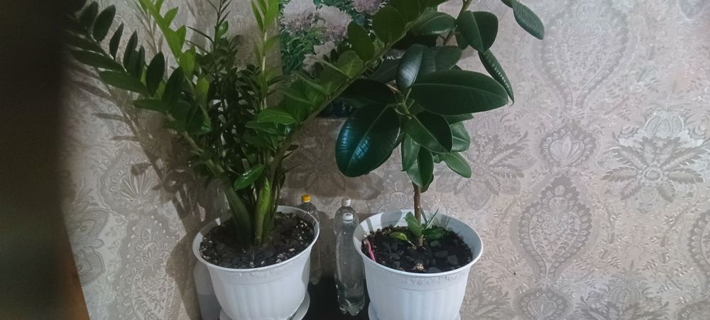 Продам цветы комнатные