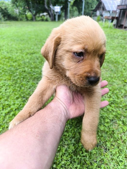 Donez pui metis labrador