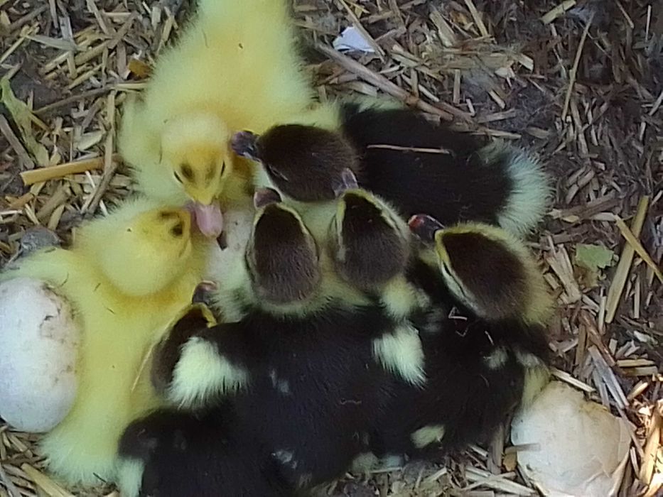 Яйца от красиви, породисти кокошки!