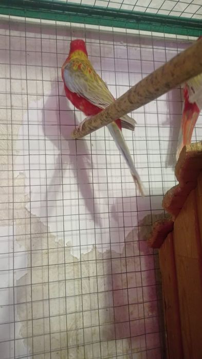 Золотая рыбка продаёт гранатовые разеллы