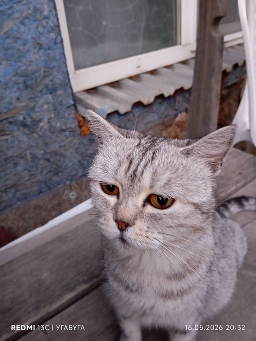 Отдаю кошку в добрые руки