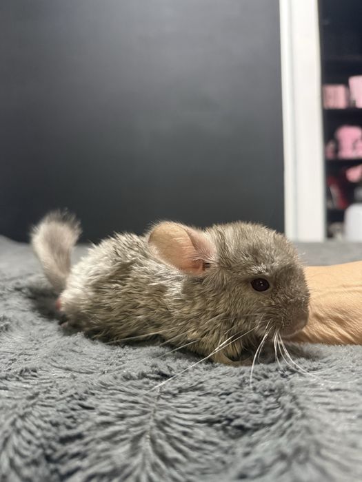 Pui chinchilla bej-gri