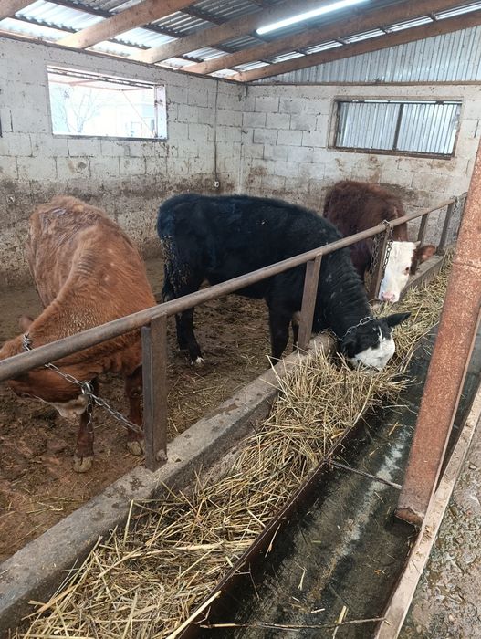 Продаются тёлки  белоголовые