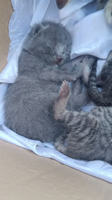 Pisici spre adopție