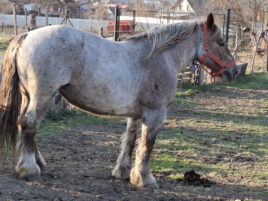 Vand iapa, 5 ani, 924 kg.