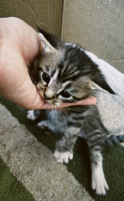 Отдам котенка в добрые руки
