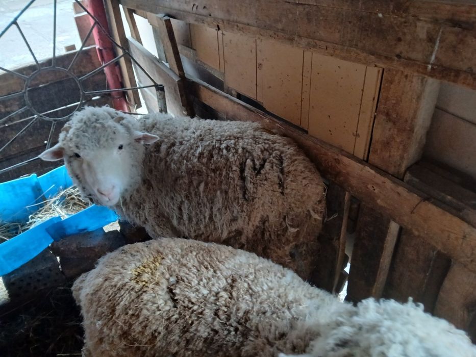 Продам баран жирные