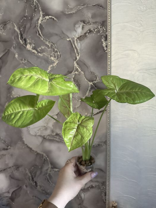 Сингониум Манго Аллюжн