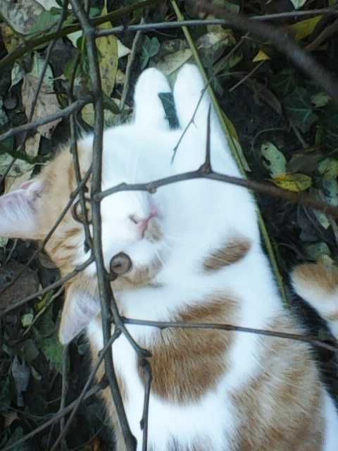 Ofer spre adopție pui de pisica