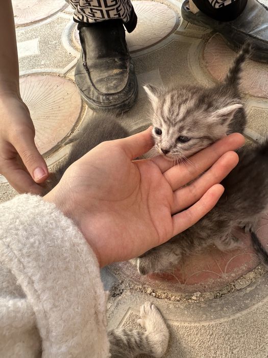 Кошка Мысық Мысык Актау
