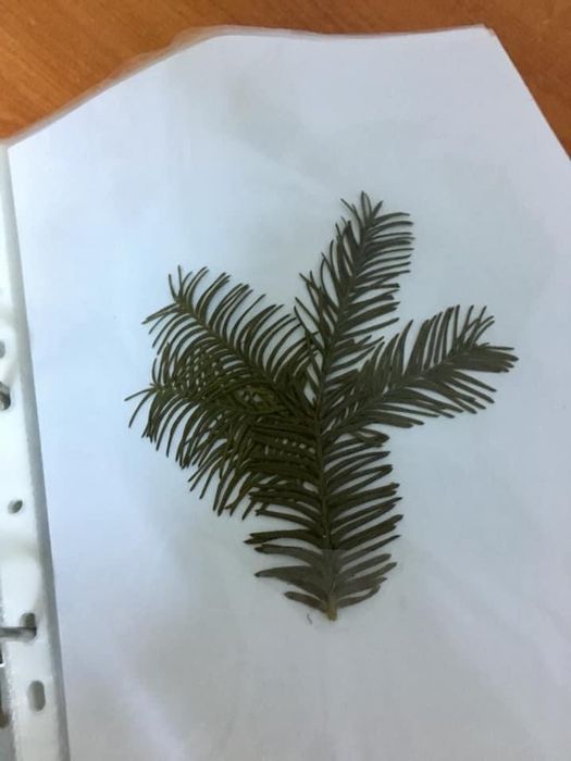 Ierbar plante medicinale