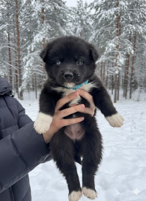 Щенки в добрые руки кушик тегин