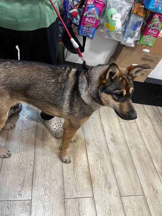 Красотка Альфа ищет дом.