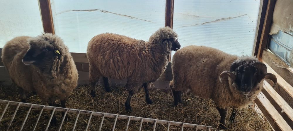 Vand Miei .oi.si  3 berbeci