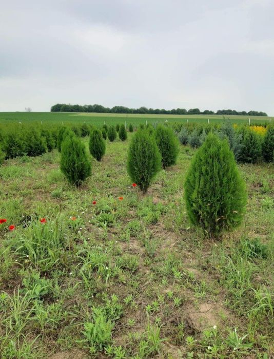Озеленяване и поддръжка за вашата градина