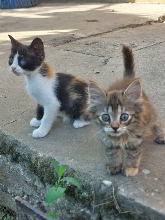 Подаряваме  котенца