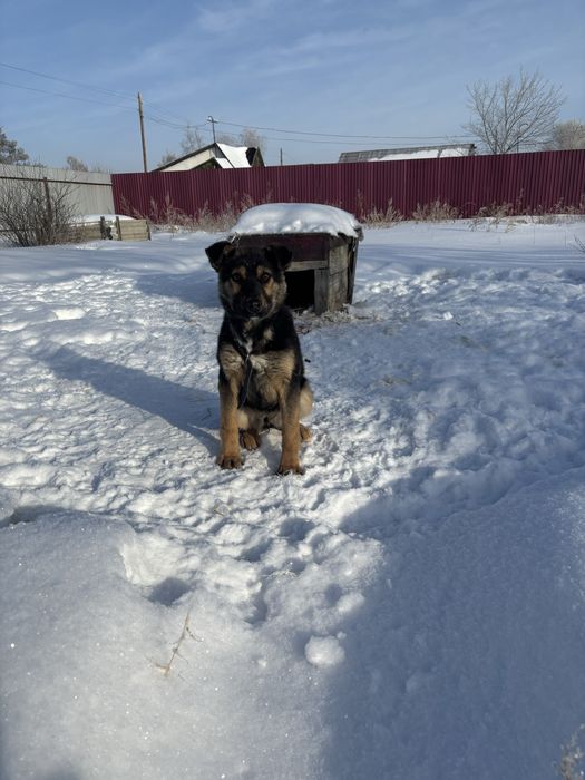 Собачки ищут новый дом девочки на охрану