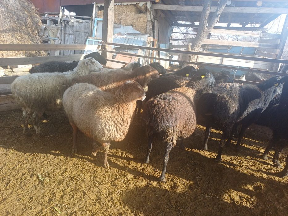 Семіз қысыр саулықтар сатылады.