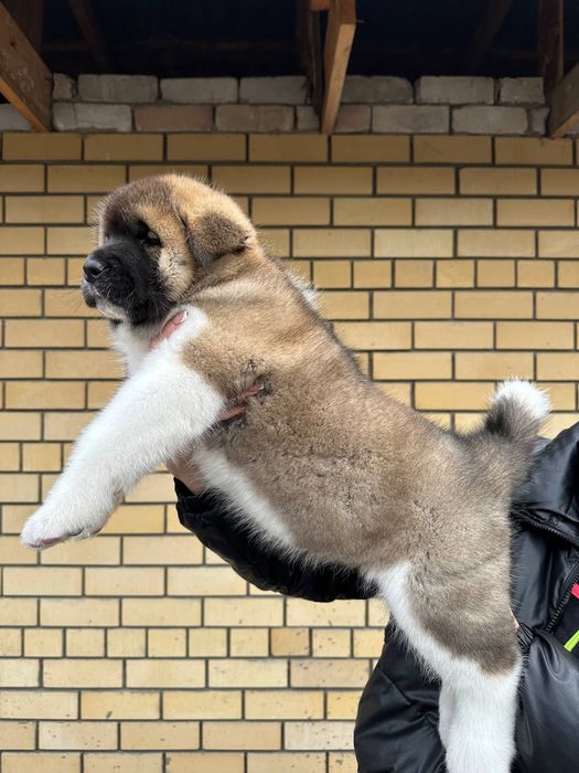 Американская акита