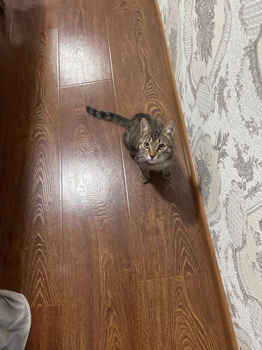 Котенок в добрые руки