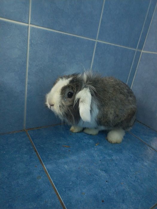 Karlik quyon sotiladi