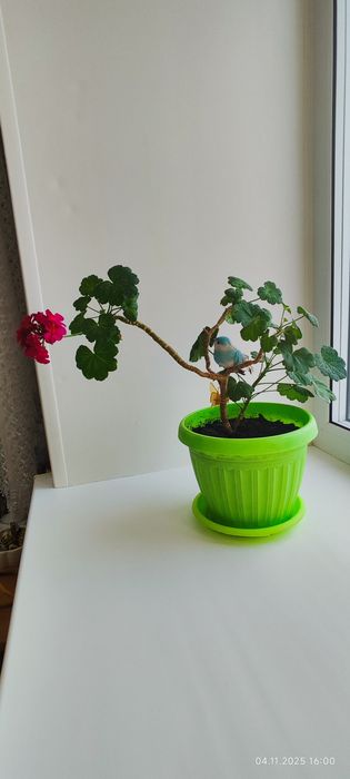 Продам цветы комнатные