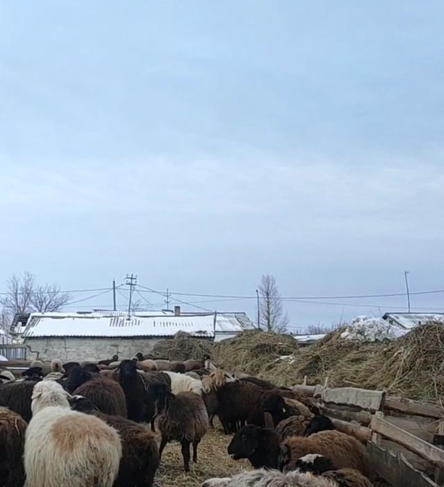 Продам баран , қой астам.