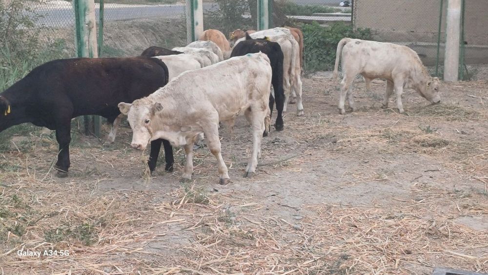 Angus, Limuzin, Avlokul sifatli qoramollari sotiladi