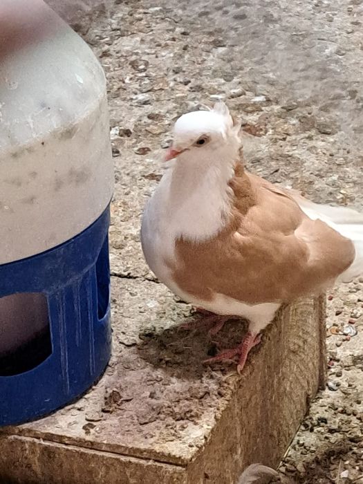 Vând sau schimb porumbei zburători i de înălțime