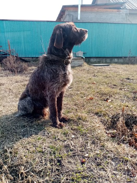 Пропала собака кобель плрды Дратхар